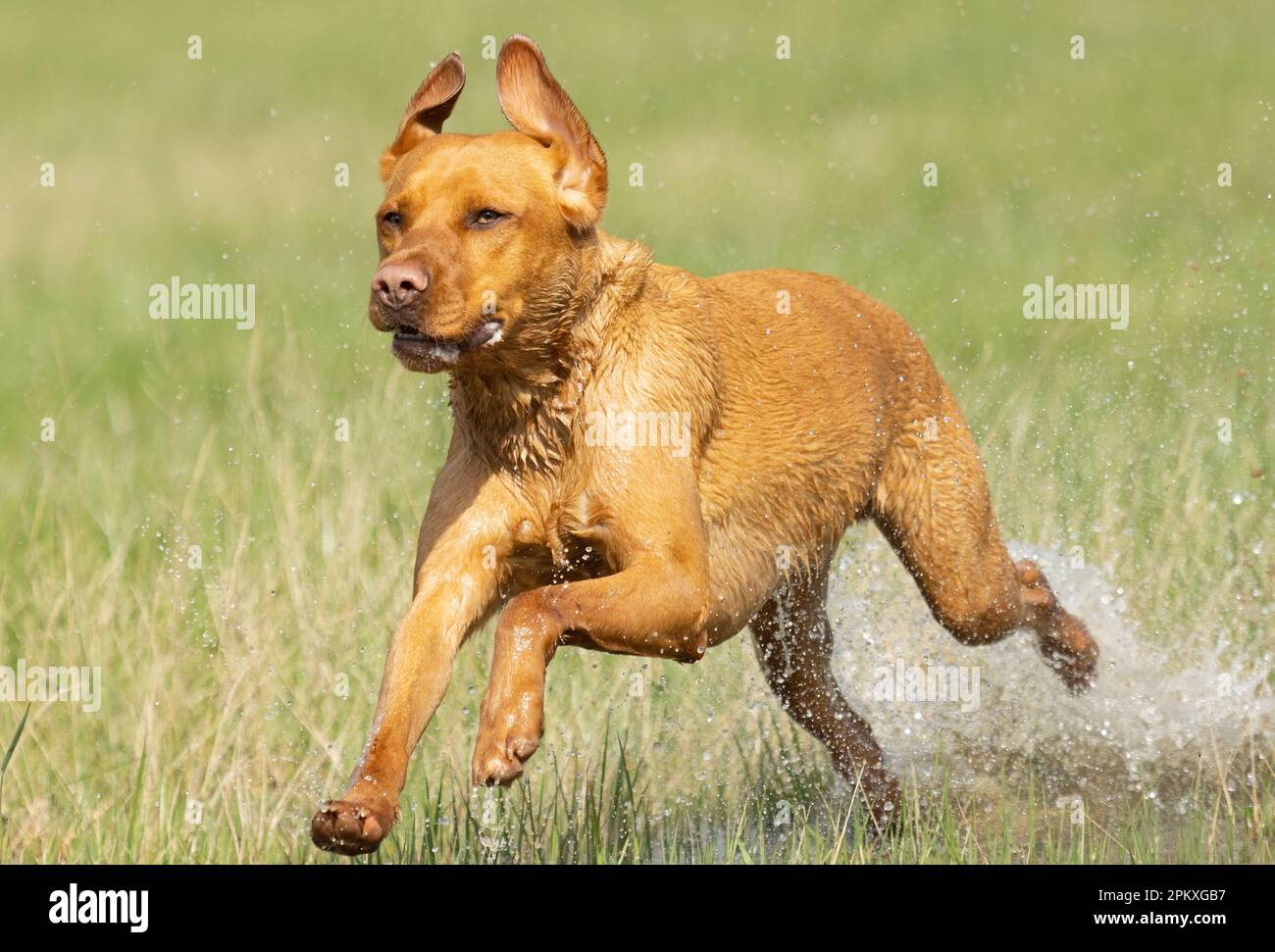 Fox Red Labradors uk Stock Photo - Alamy