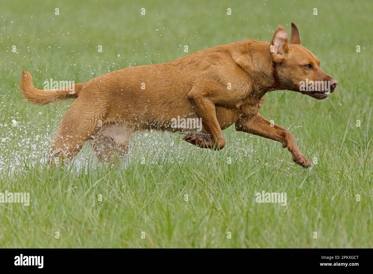 Red Fox Labradors. Uk Stock Photo - Alamy