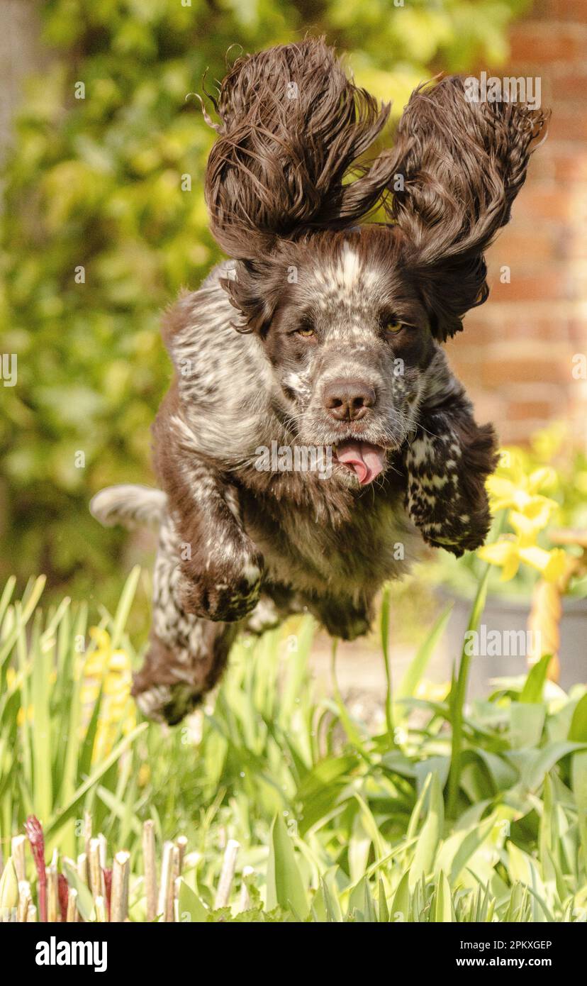 cocker spaniel in midair Stock Photo