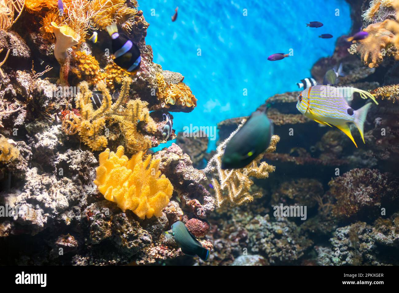 Coral reefs: rainforests of the sea