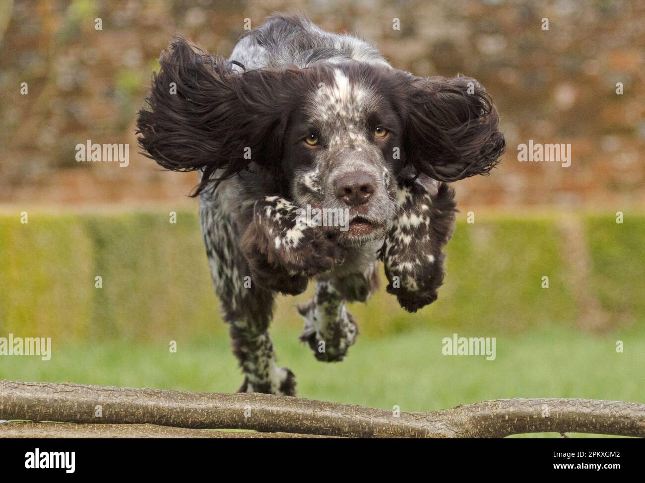 cocker spaniels dog jumping logs Stock Photo