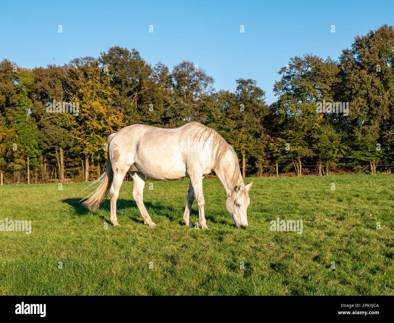 Grazing white mare horse eating grass in meadow in autumn near town of Ootmarsum, Overijssel, Netherlands Stock Photo