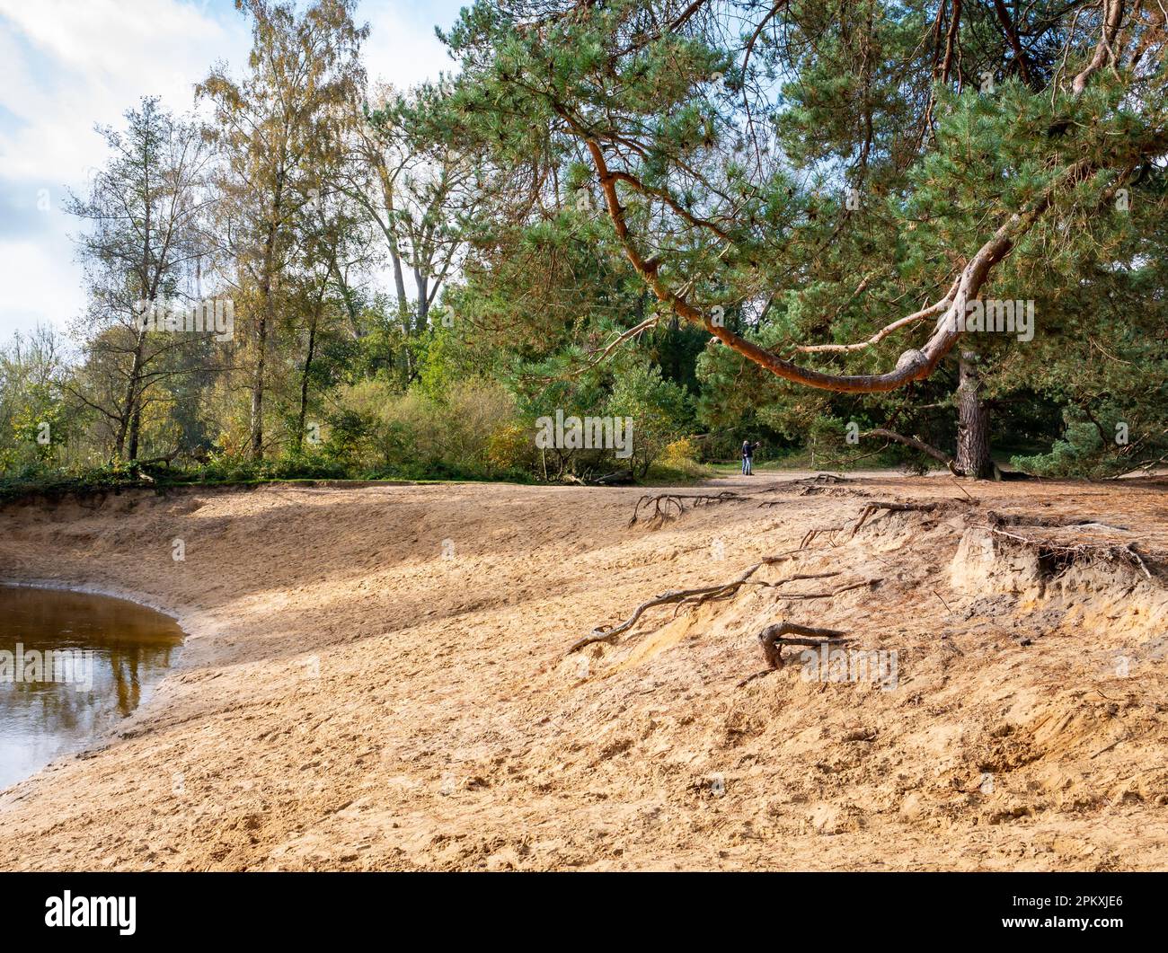 Dinkel river and pine trees in nature reserve Lutterzand, De Lutte, Losser, Overijssel, Netherlands Stock Photo