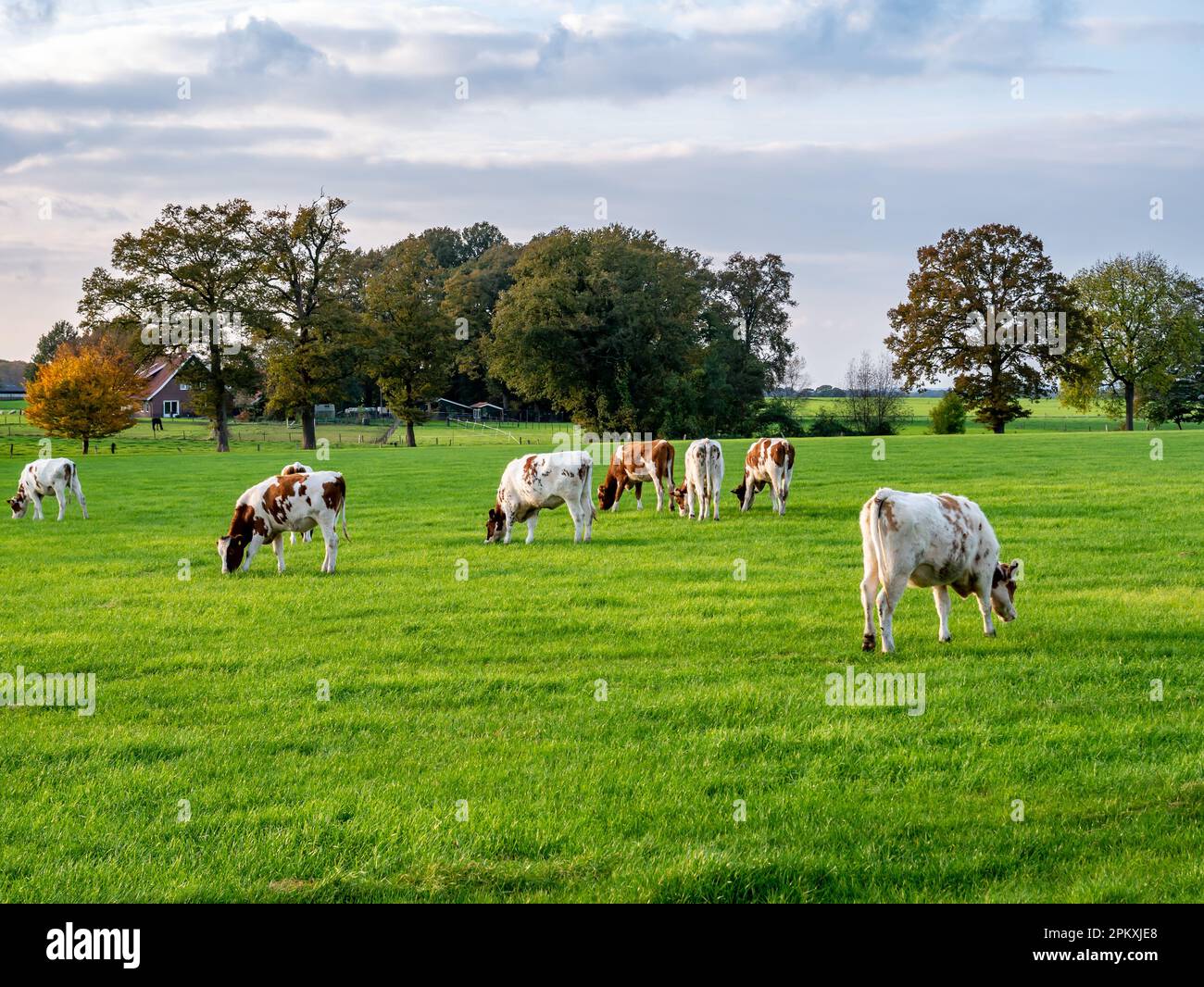 Herd of reddish brown 1 year old dairy cows grazing on pasture in countryside near Denekamp, Overijssel, Netherlands Stock Photo