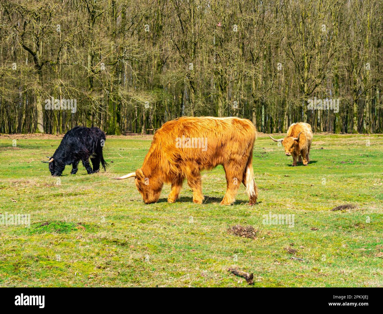 File:Cow eating straw new forest.jpg - Wikipedia