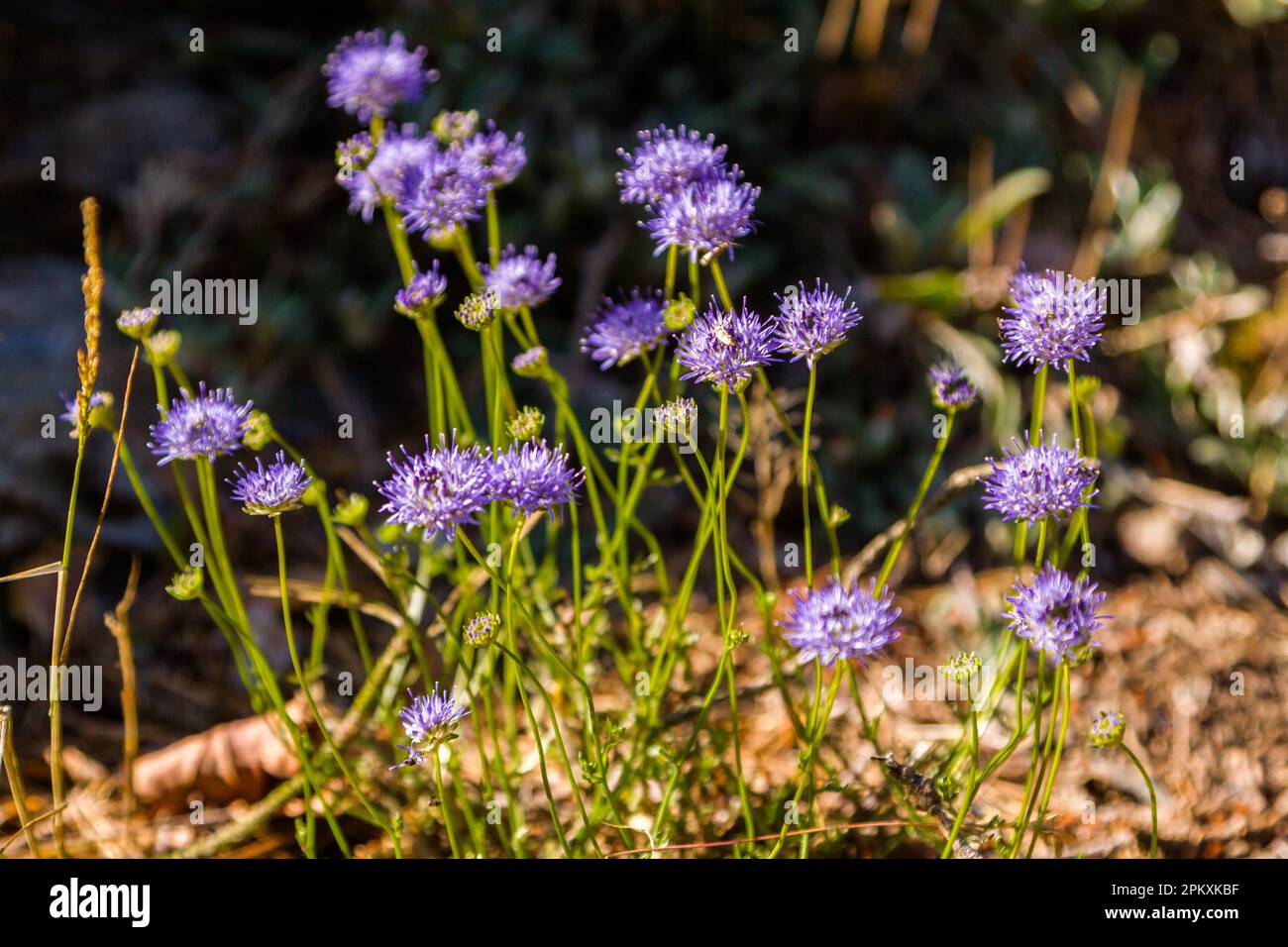 Purple Flowering Plants Stock Photo Alamy Purple flowering plants stock photo alamy