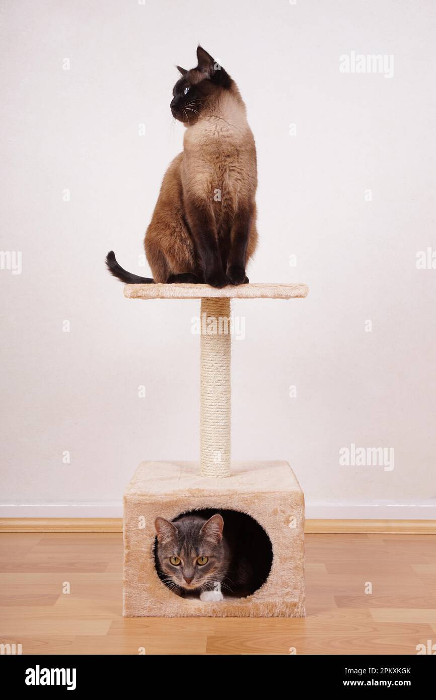 two cats on small cat play tower or tree Stock Photo Alamy
