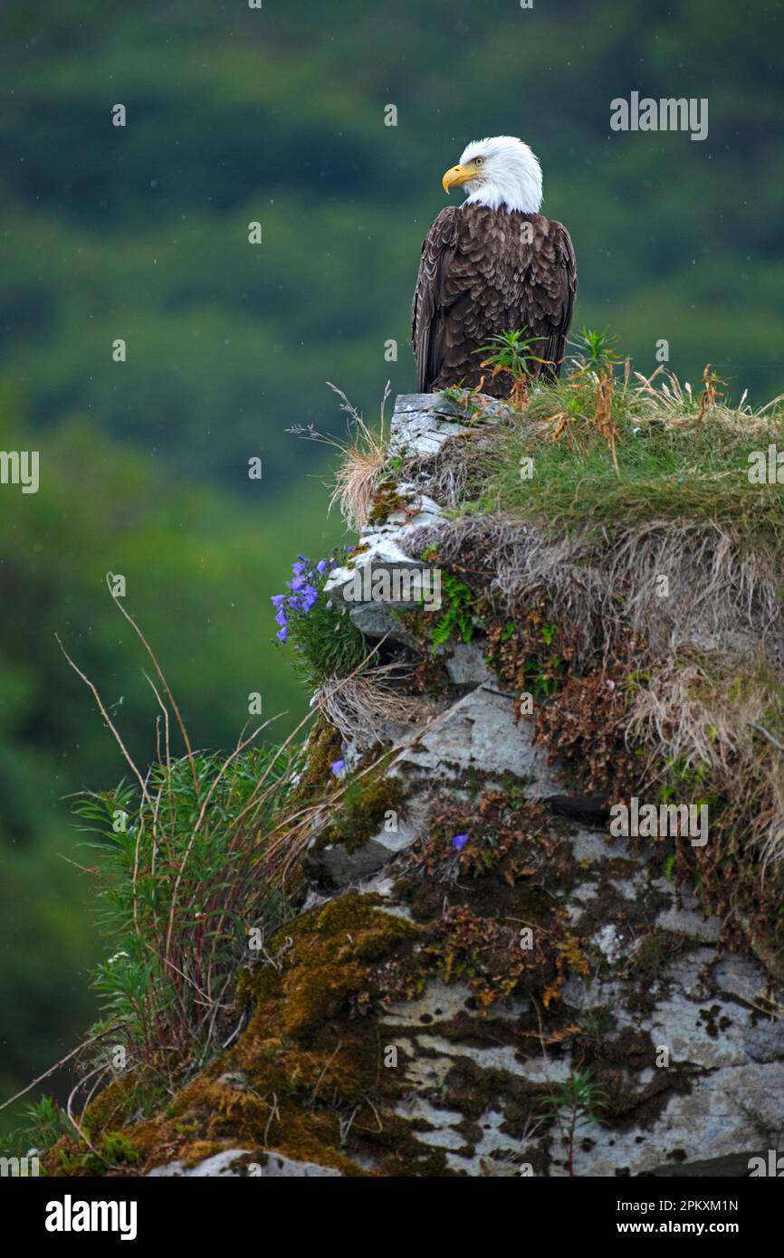 Alaska bald eagle hi-res stock photography and images - Alamy