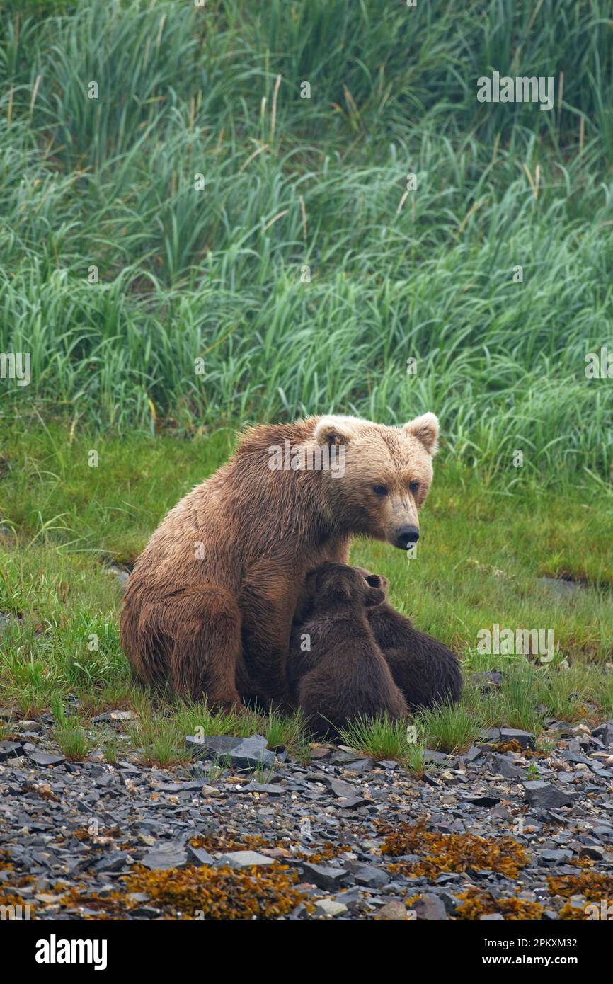 Mother bear suckling her two cubs, grizzly bear, coastal brown bear ...
