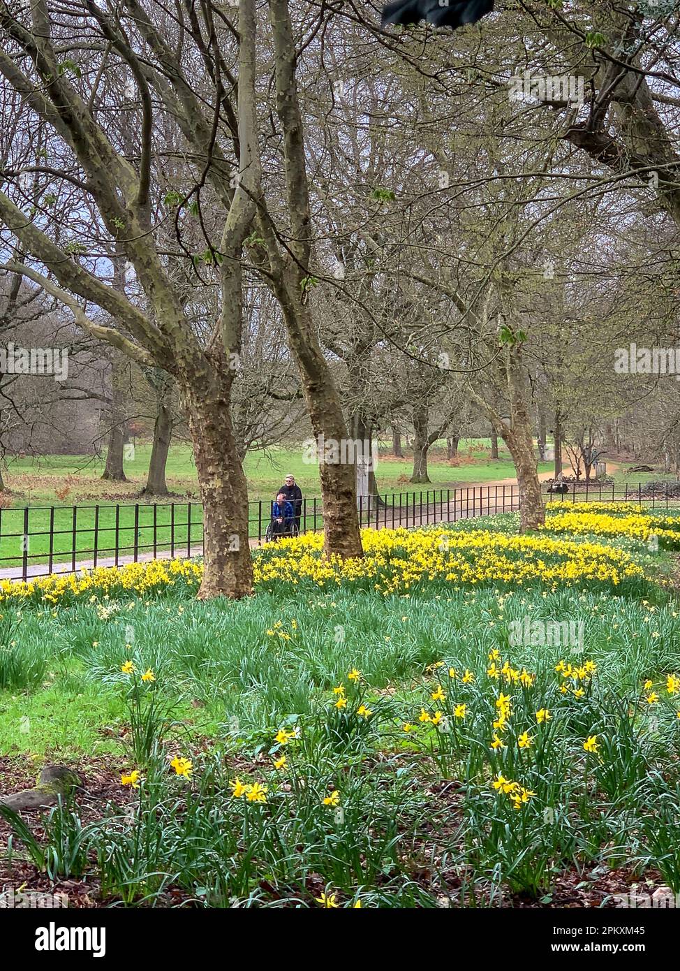 Iver, Buckinghamshire, UK. 26th March, 2023. Pretty daffodils in in