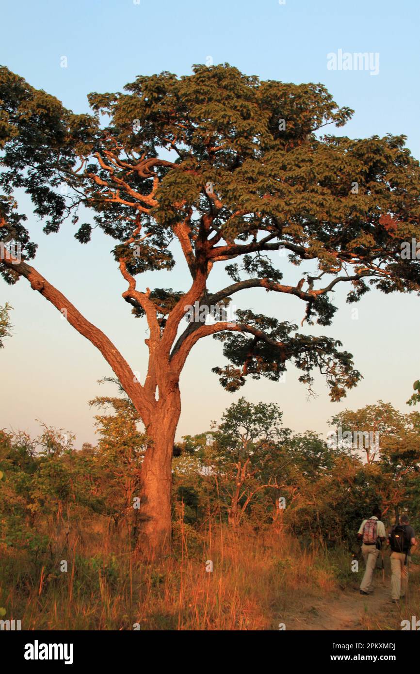 Miombo tree, Brachystegia spec., Kafue National Park, Zambia Stock Photo