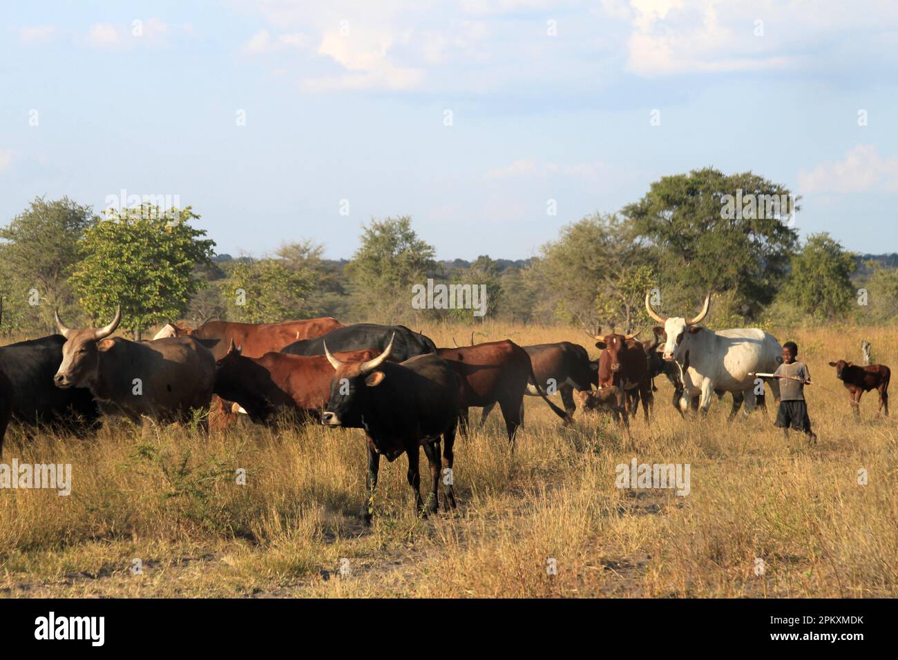 Child with herd of cows, Zambia Stock Photo Alamy