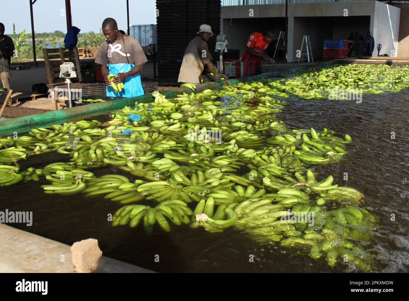 Washing plant, banana plantation, Chakanaka Farm, Lower Zambezi