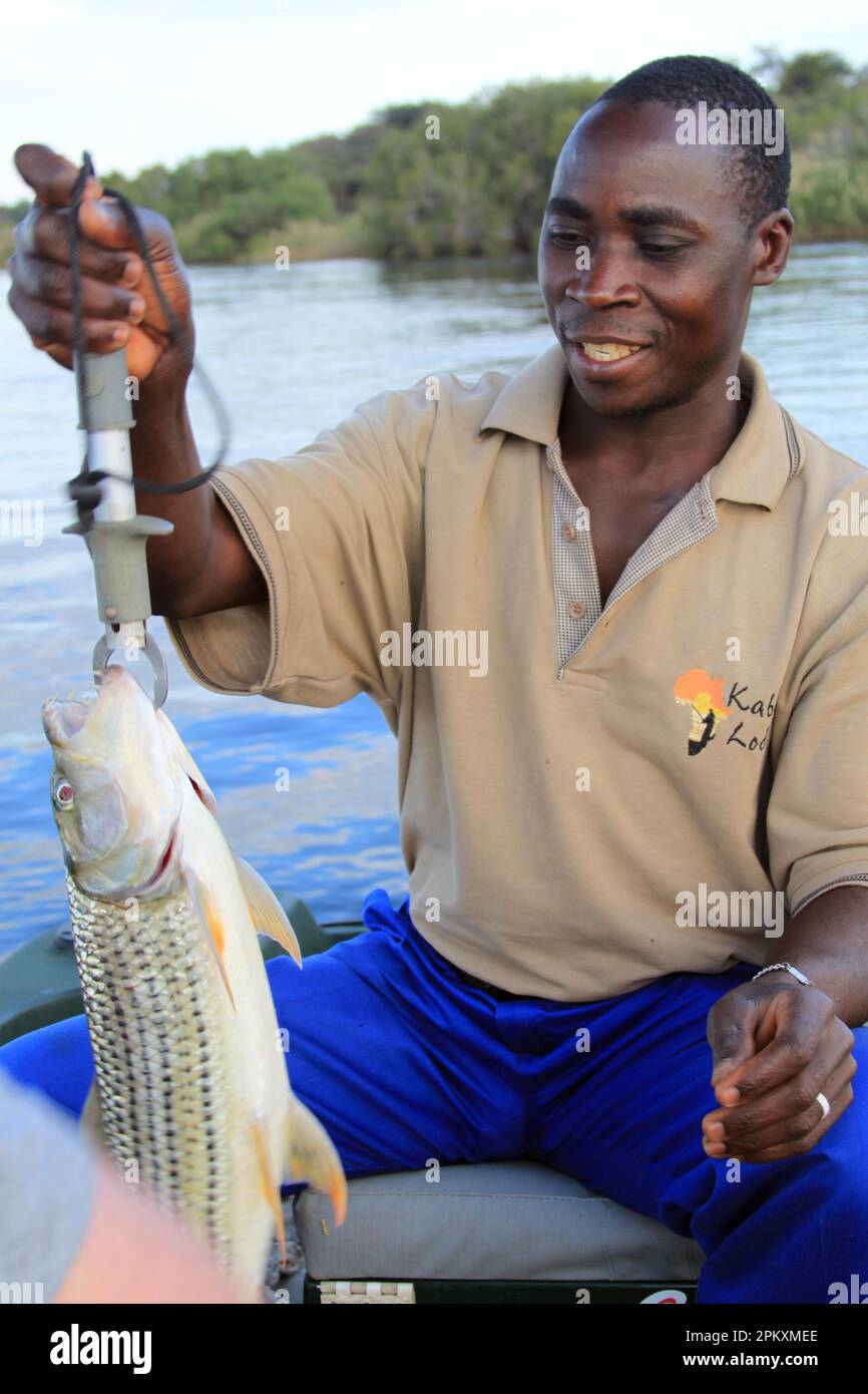 Goliath tigerfish hi-res stock photography and images - Alamy