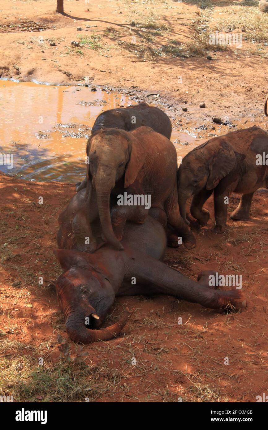 Elephant orphans playing, Elephant Orphanage, Lusaka, Zambia Stock Photo