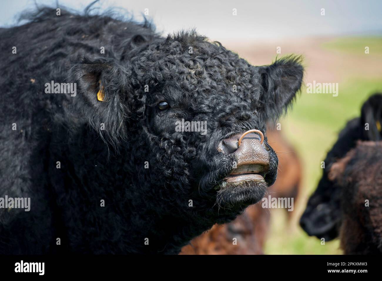 Domestic cattle, Galloway bull, close-up of head, in flehmen, bride, Isle of Man Stock Photo