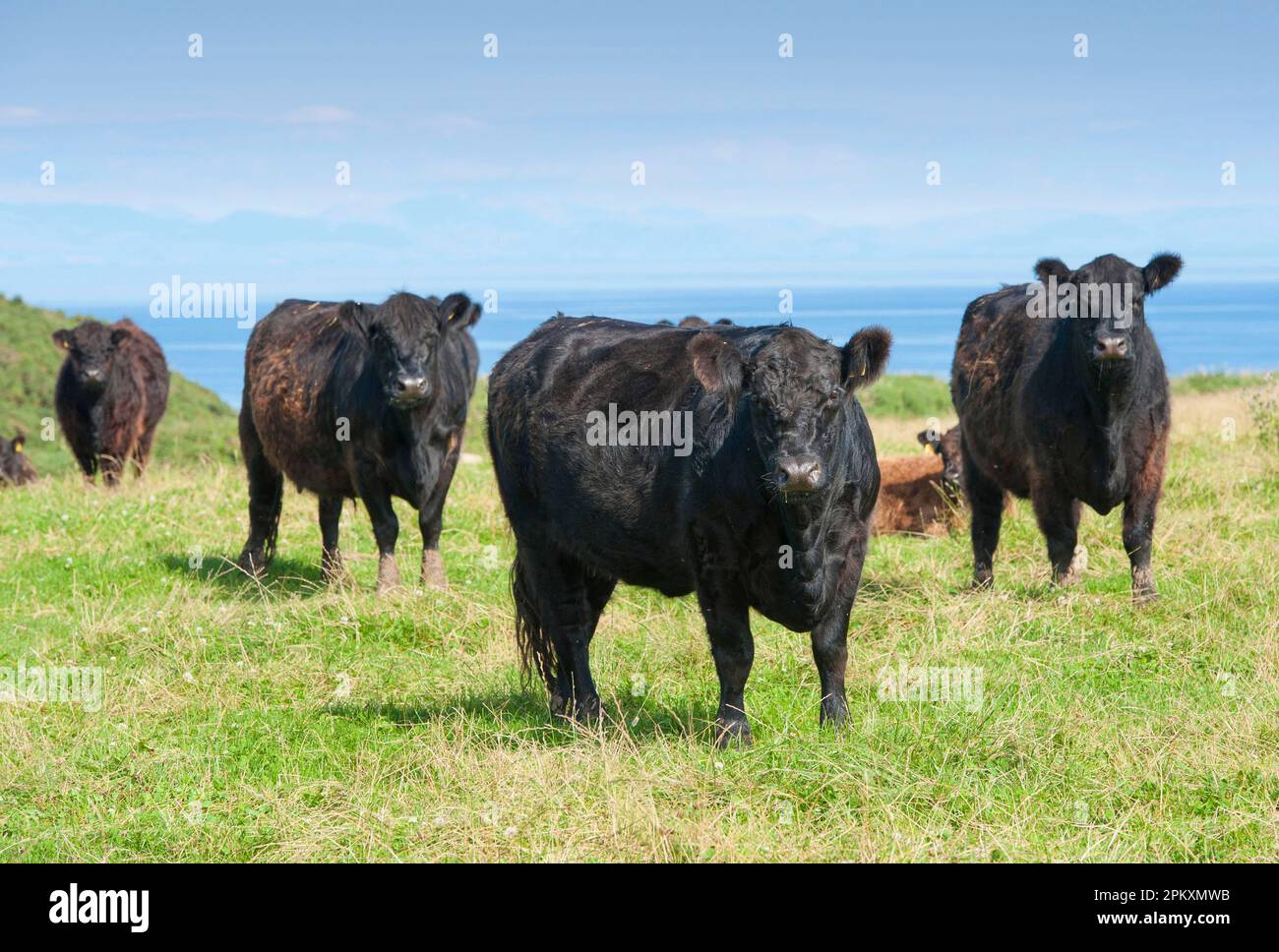 Domestic cattle, Galloway cows and calf, standing on coastal pasture ...