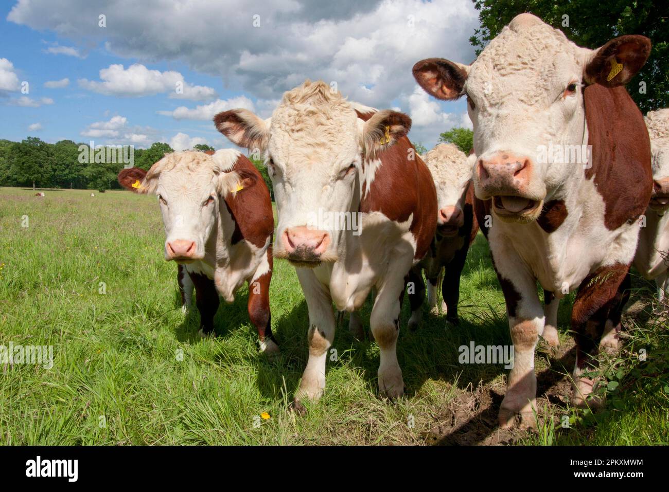 Domestic cattle, Hereford cows, herd standing on pasture, Dunsfold Rhys, High Street Green, Chiddingfold, Surrey, England, United Kingdom Stock Photo