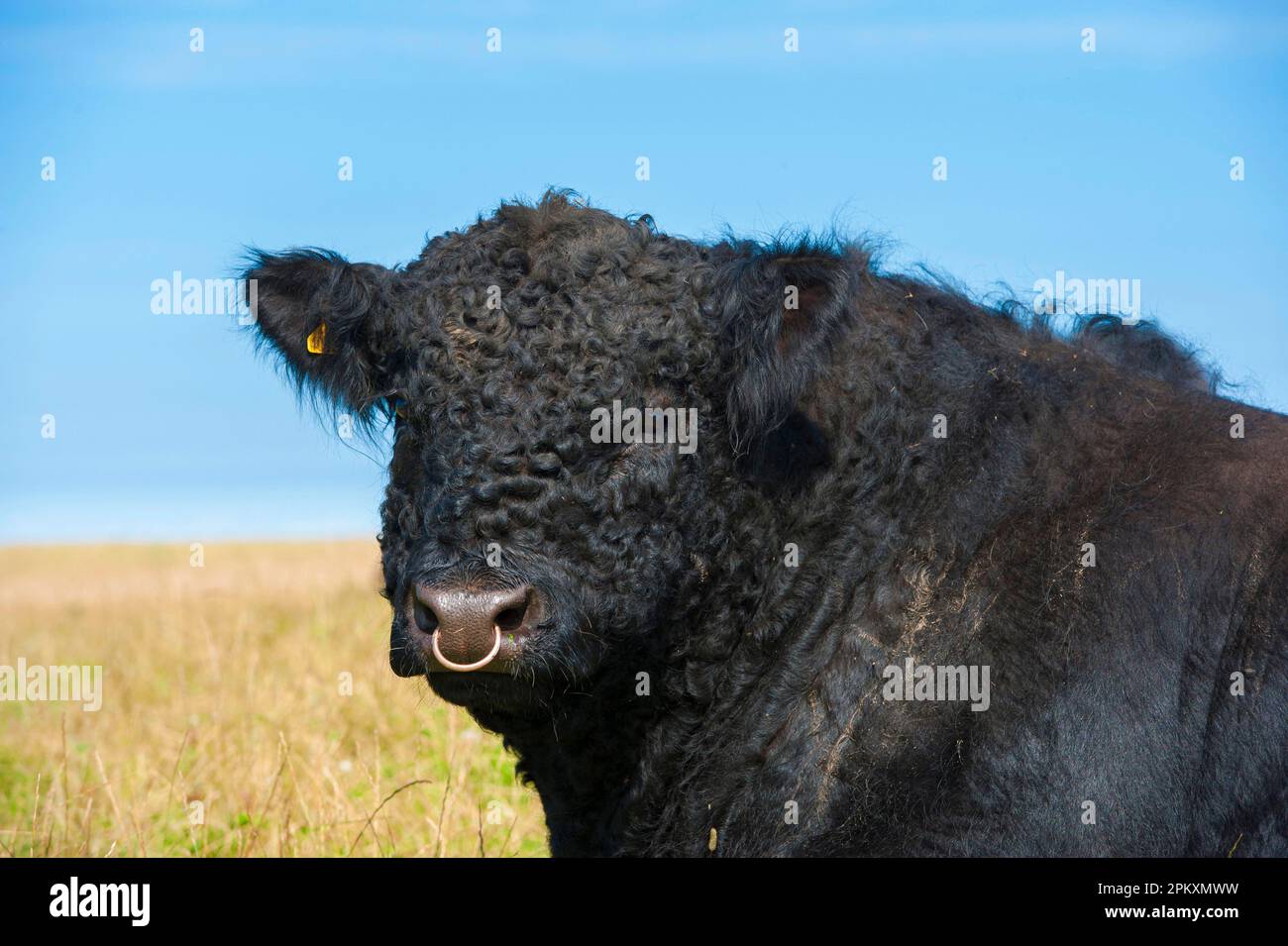 Domestic cattle, Galloway bull, close-up of head, bride, Isle of Man Stock Photo