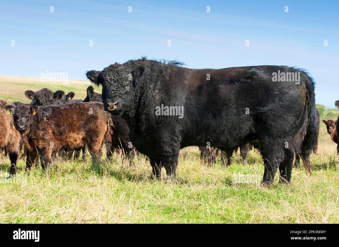 Domestic cattle, Galloway bull with cows and calves, standing on pasture, bride, Isle of Man Stock Photo