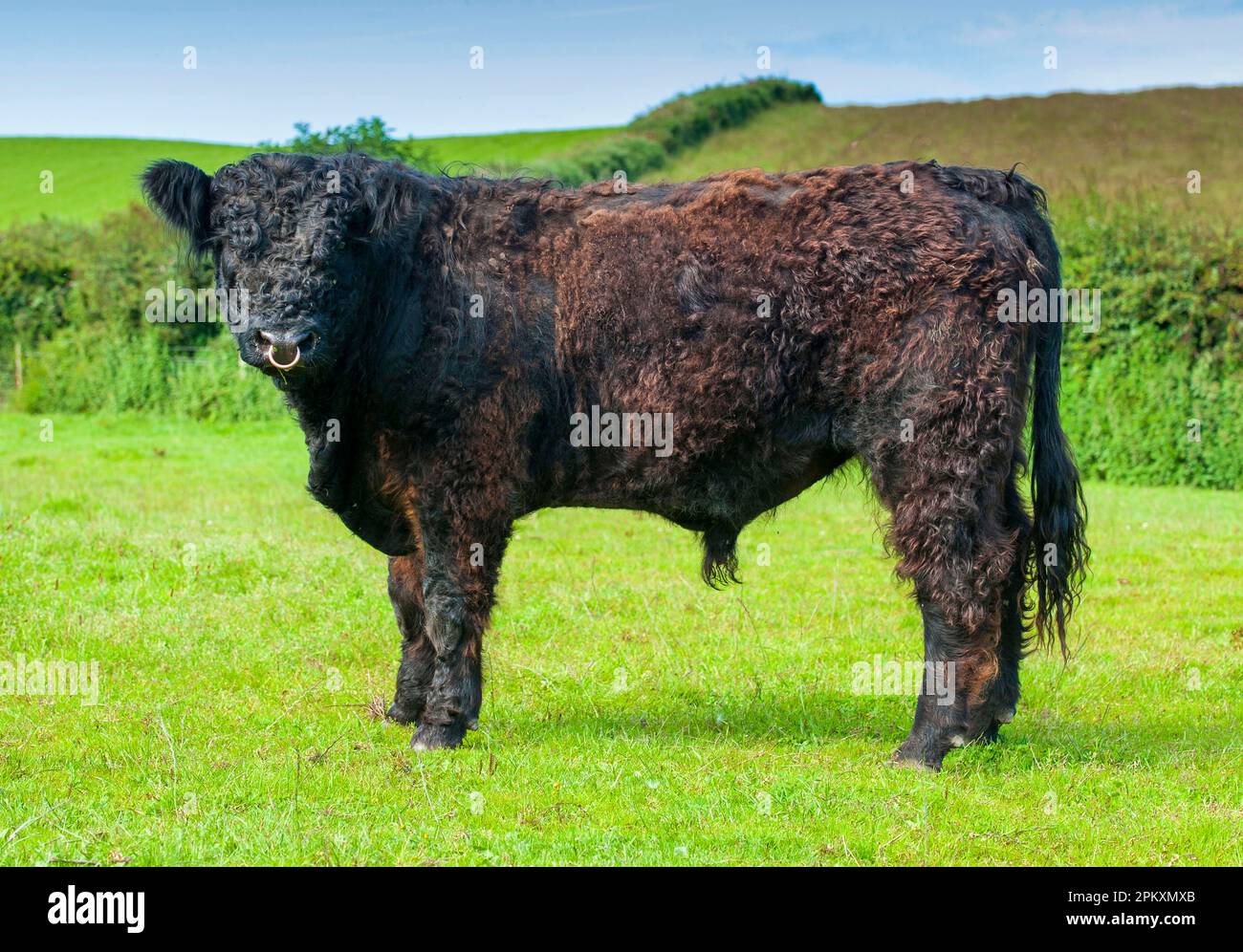 Domestic cattle, Galloway young bull, standing on pasture, bride, Isle of Man Stock Photo