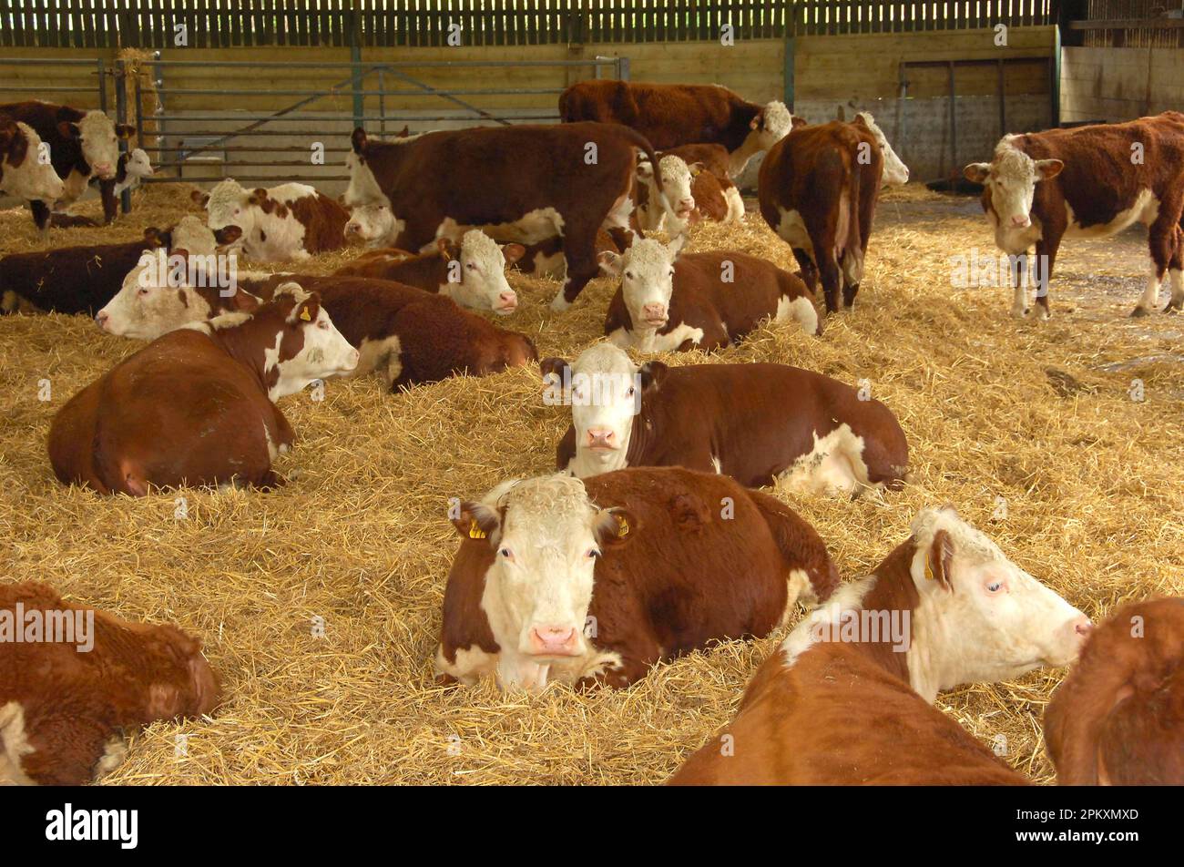 Domestic cattle, Hereford herd, in straw yard, Derbyshire, England, Great Britain Stock Photo