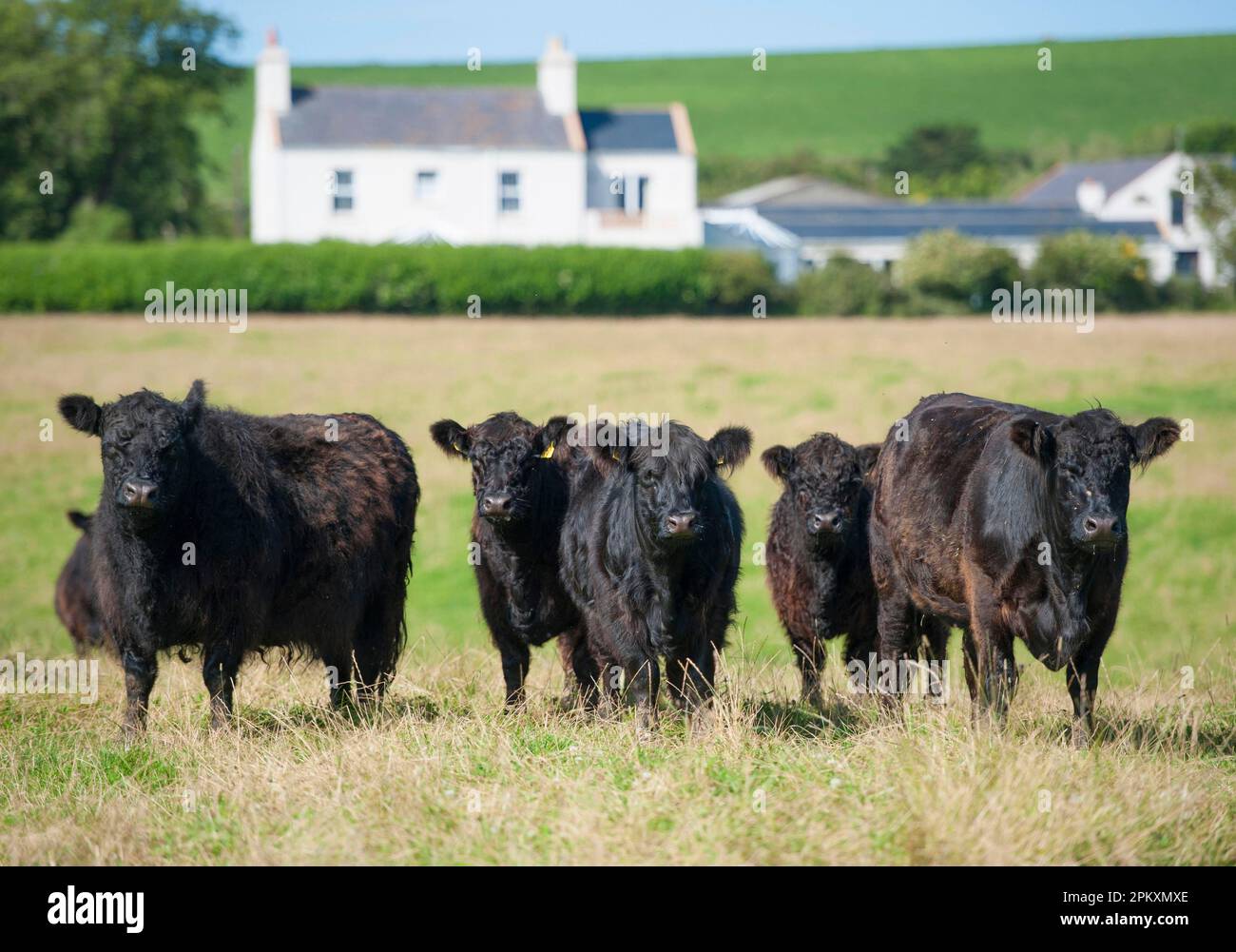 Domestic cattle, Galloway cows, herd standing on pasture, bride, Isle of Man Stock Photo