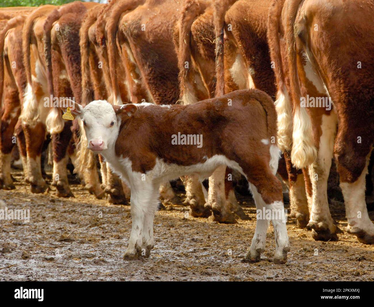 Domestic cattle, Hereford herd, calf standing behind row of cows, England, Great Britain Stock Photo