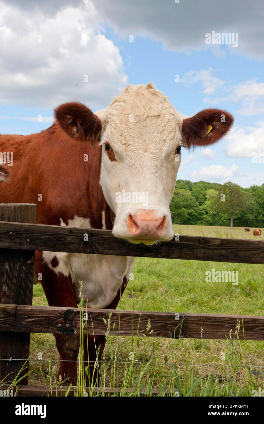 Domestic cattle, Hereford cow, standing beside fence in pasture, Dunsfold Rhys, High Street Green, Chiddingfold, Surrey, England, United Kingdom Stock Photo