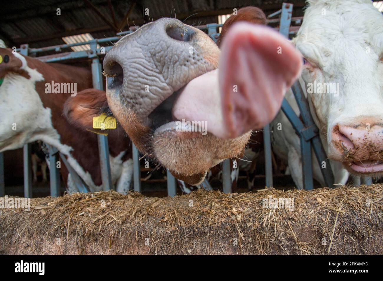 Domestic cattle, crossbred dairy cow, closeup of head, with tongue out, at feed barrier in barn