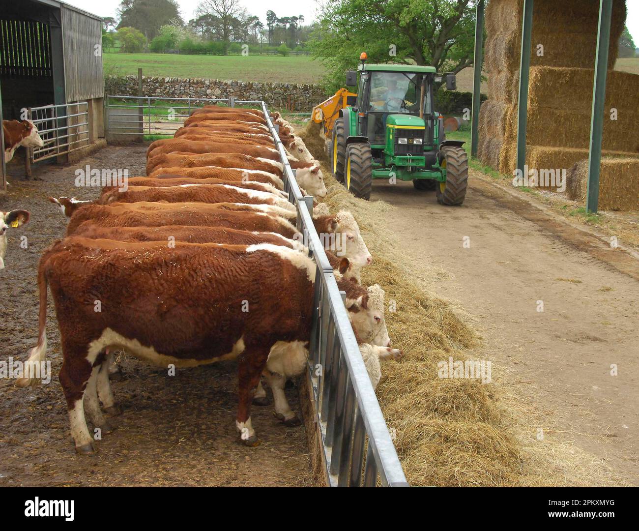 Domestic cattle, Hereford herd, suckler cows feeding on silage at the feed barrier, tractor unloading silage, England, Great Britain Stock Photo