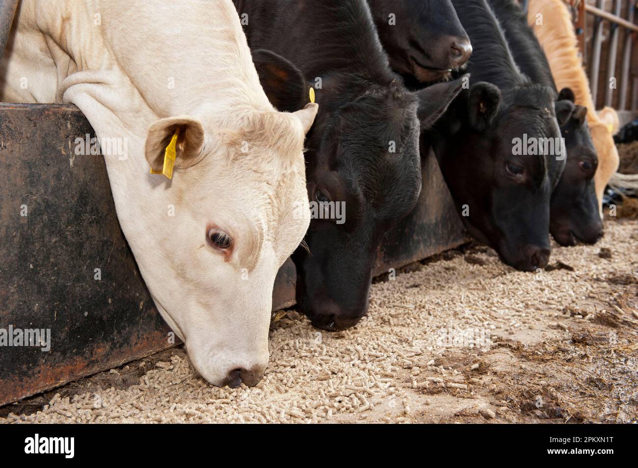 Domestic Cattle, suckler herd, feeding on concentrate feed through feed barrier, England, United Kingdom Stock Photo