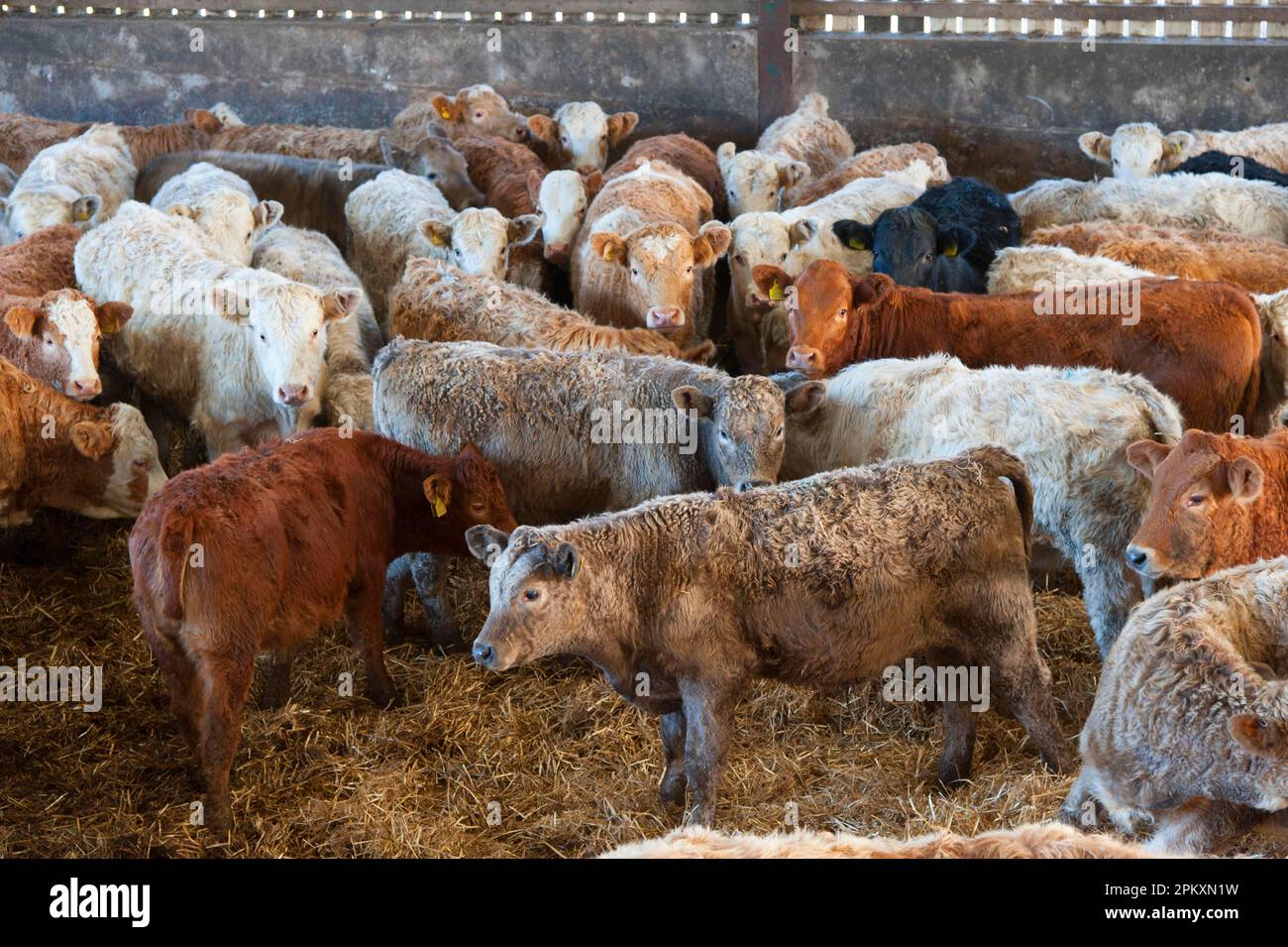 Domestic Cattle, mixed breeds of beef store cattle, herd in straw yard, Anglesey, North Wales, United Kingdom Stock Photo