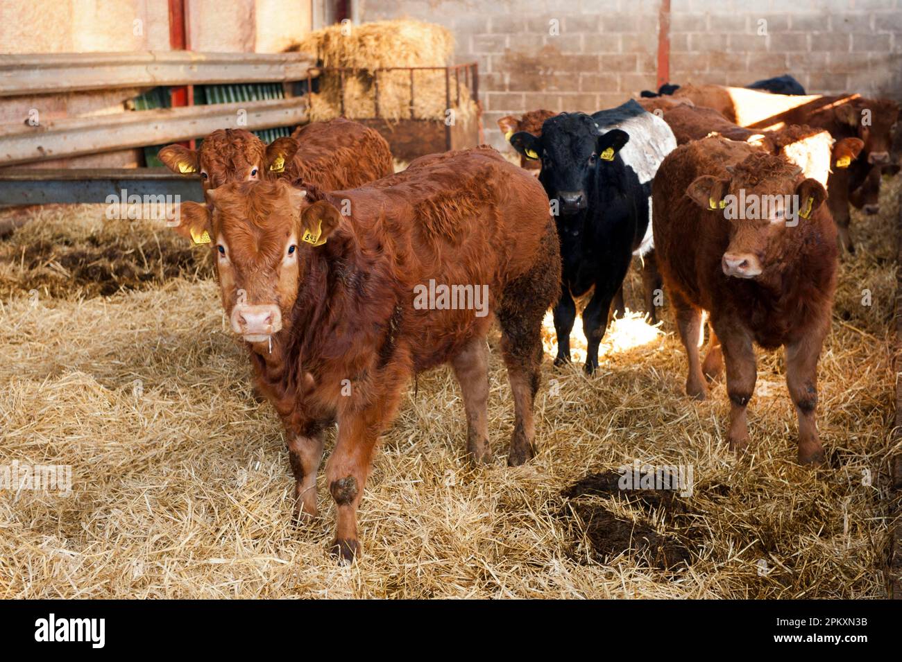 Domestic Cattle, young beef bulls, standing in straw bedded pen, Cumbria, England, United Kingdom Stock Photo