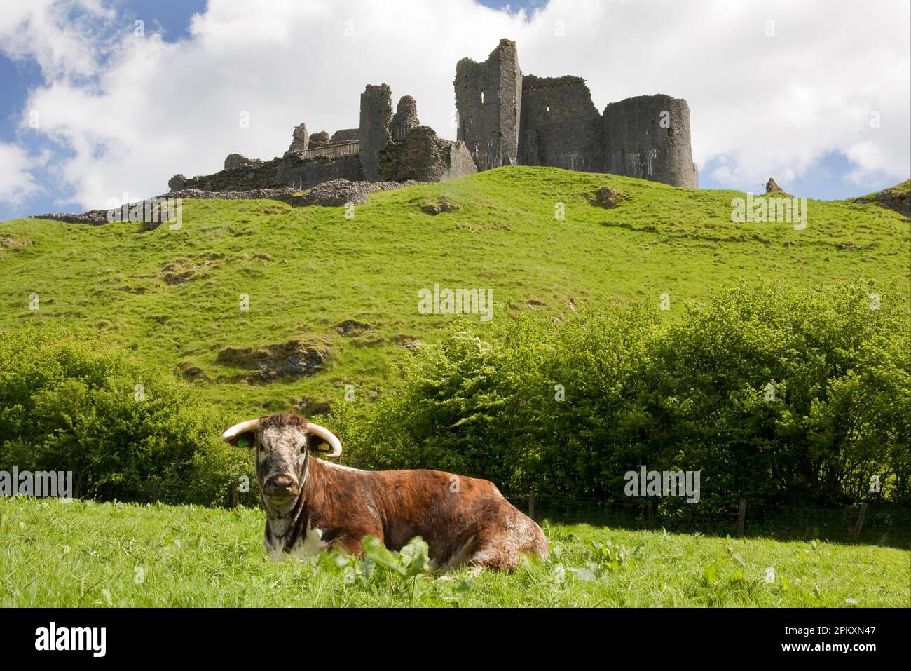 Domestic Cattle, Longhorn cow, resting in pasture, Carreg Cennen Castle in background, Black Mountains, Carmarthenshire, Wales, United Kingdom Stock Photo