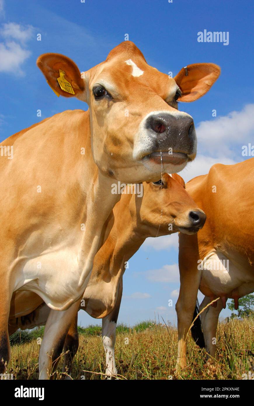 Domestic cattle, Jersey cows, standing herd in field, Wolverhampton, West Midlands, England, Great Britain Stock Photo