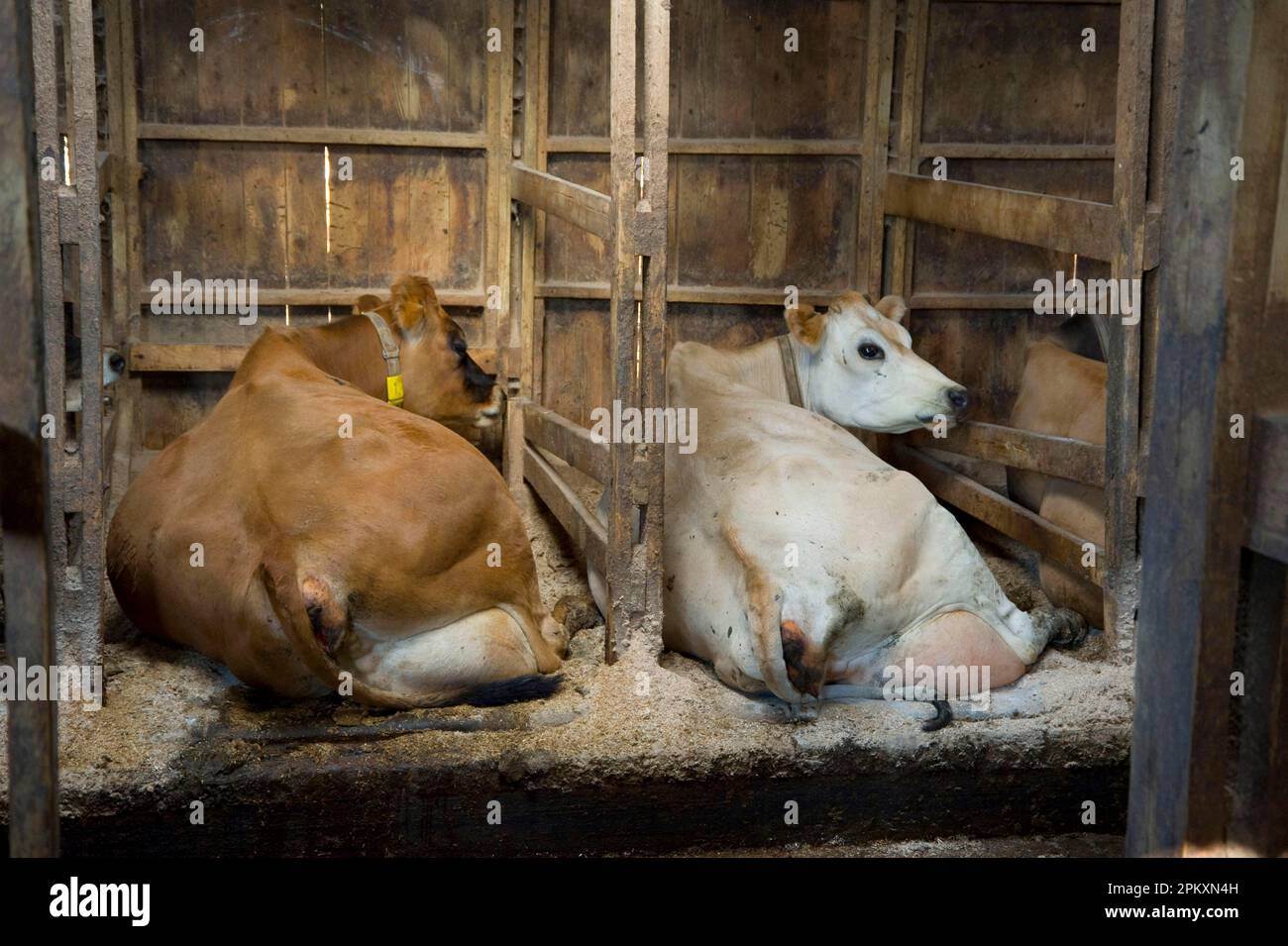 https://c8.alamy.com/comp/2PKXN4H/domestic-cattle-jersey-cows-resting-in-wooden-cubicle-pens-england-great-britain-2PKXN4H.jpg