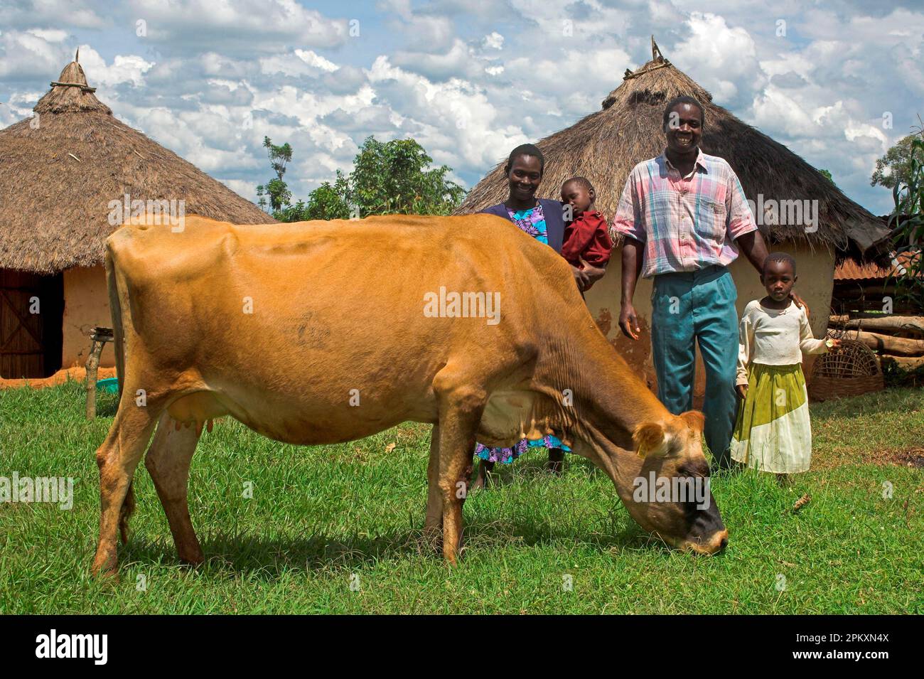 Domestic cattle, Jersey cattle, grazing next to family near huts, Western Kenya Stock Photo Alamy