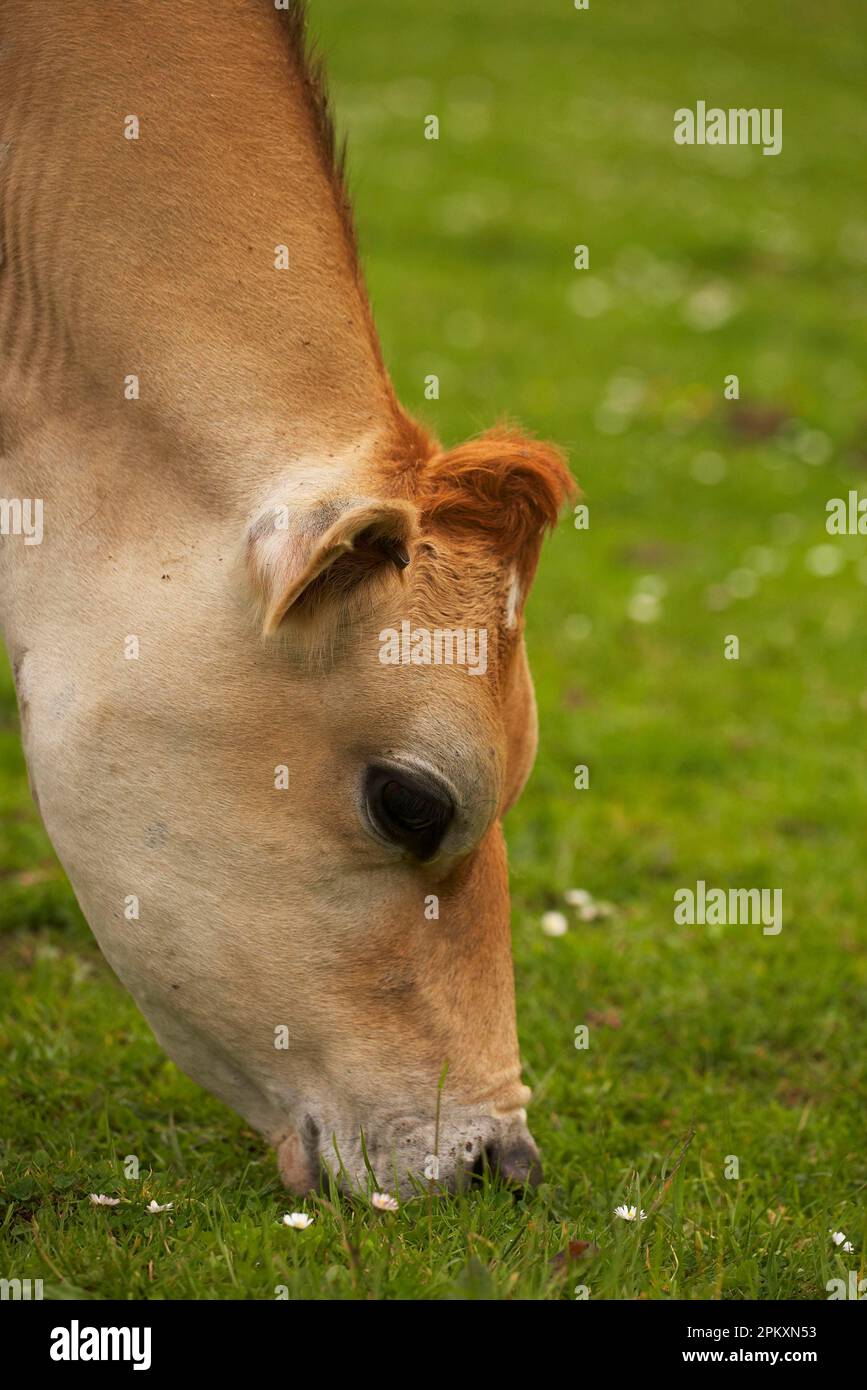 Jersey cow close up hi-res stock photography and images - Alamy