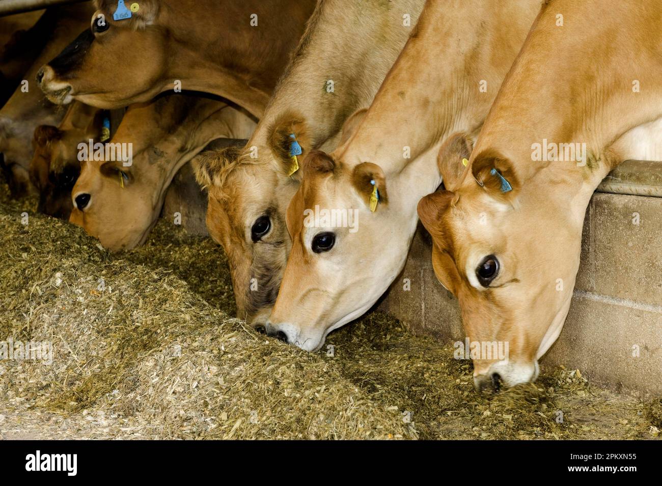 Domestic cattle, Jersey cows, dairy herd, closeup of heads, feeding with complete feed mix, to