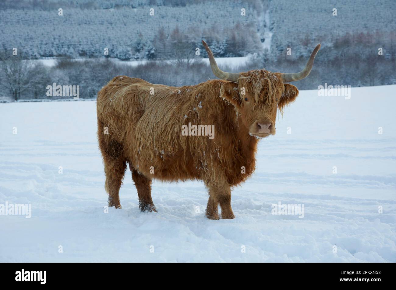 Domestic Cattle, Highland Cattle, cow standing in snow covered pasture, Dumfries and Galloway, Scotland, United Kingdom Stock Photo