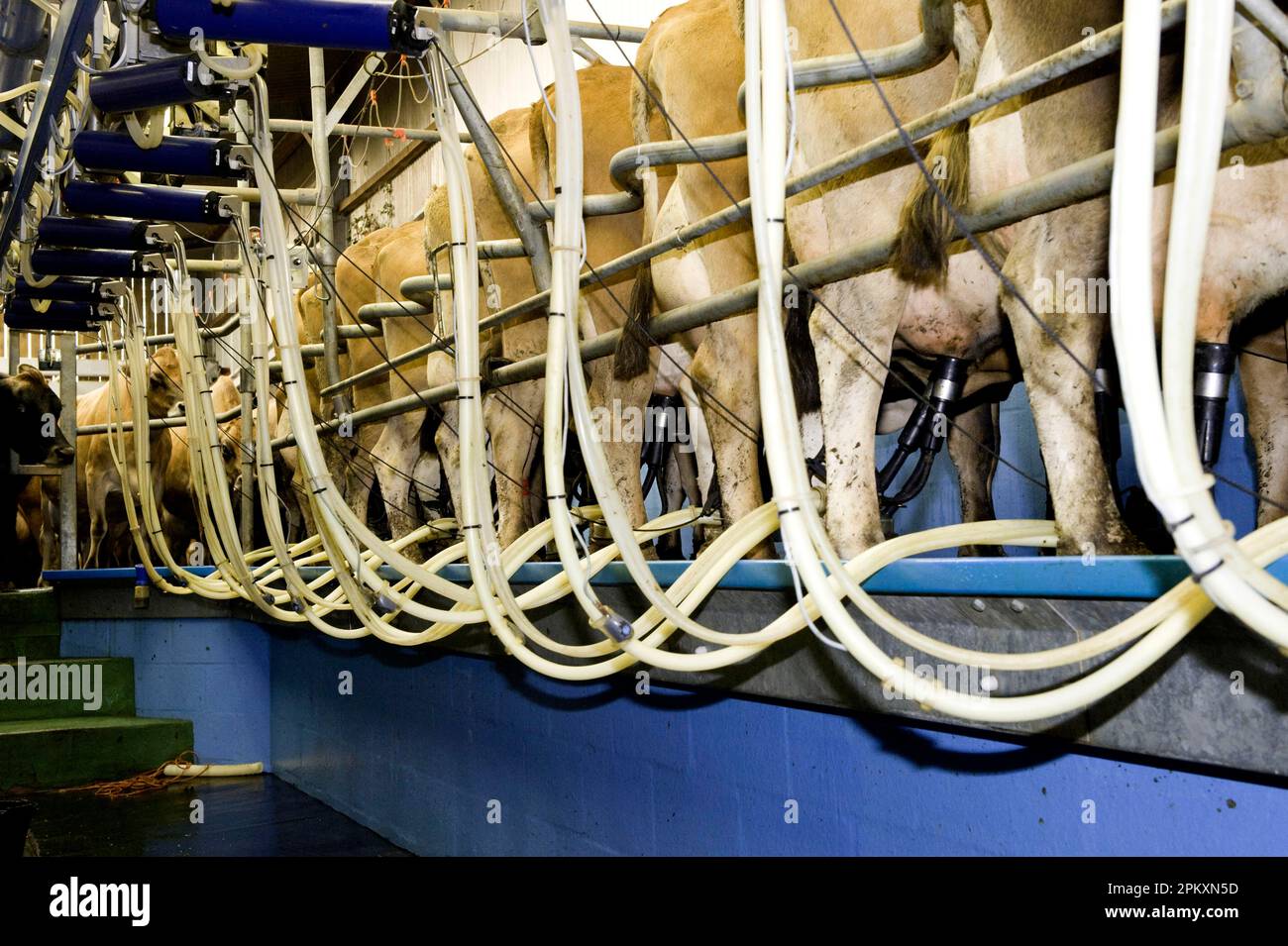 Domestic cattle, Jersey cows, dairy herd being milked in milking