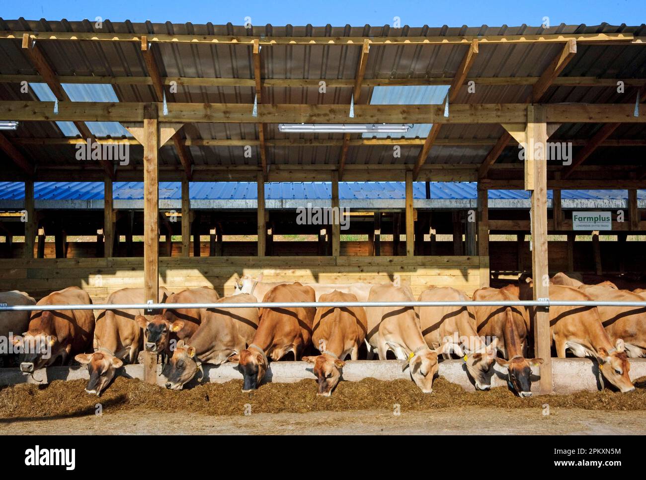 Domestic cattle, Jersey cows, herd at feed barrier, feeding with silage