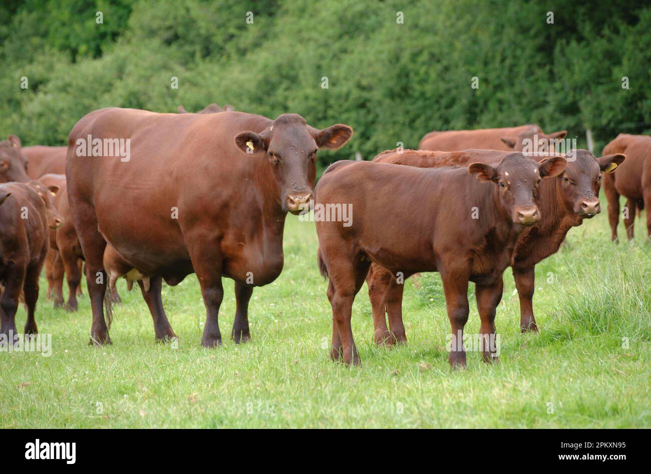 Domestic Cattle, Sussex cows with calves, herd standing in pasture, England, United Kingdom Stock Photo