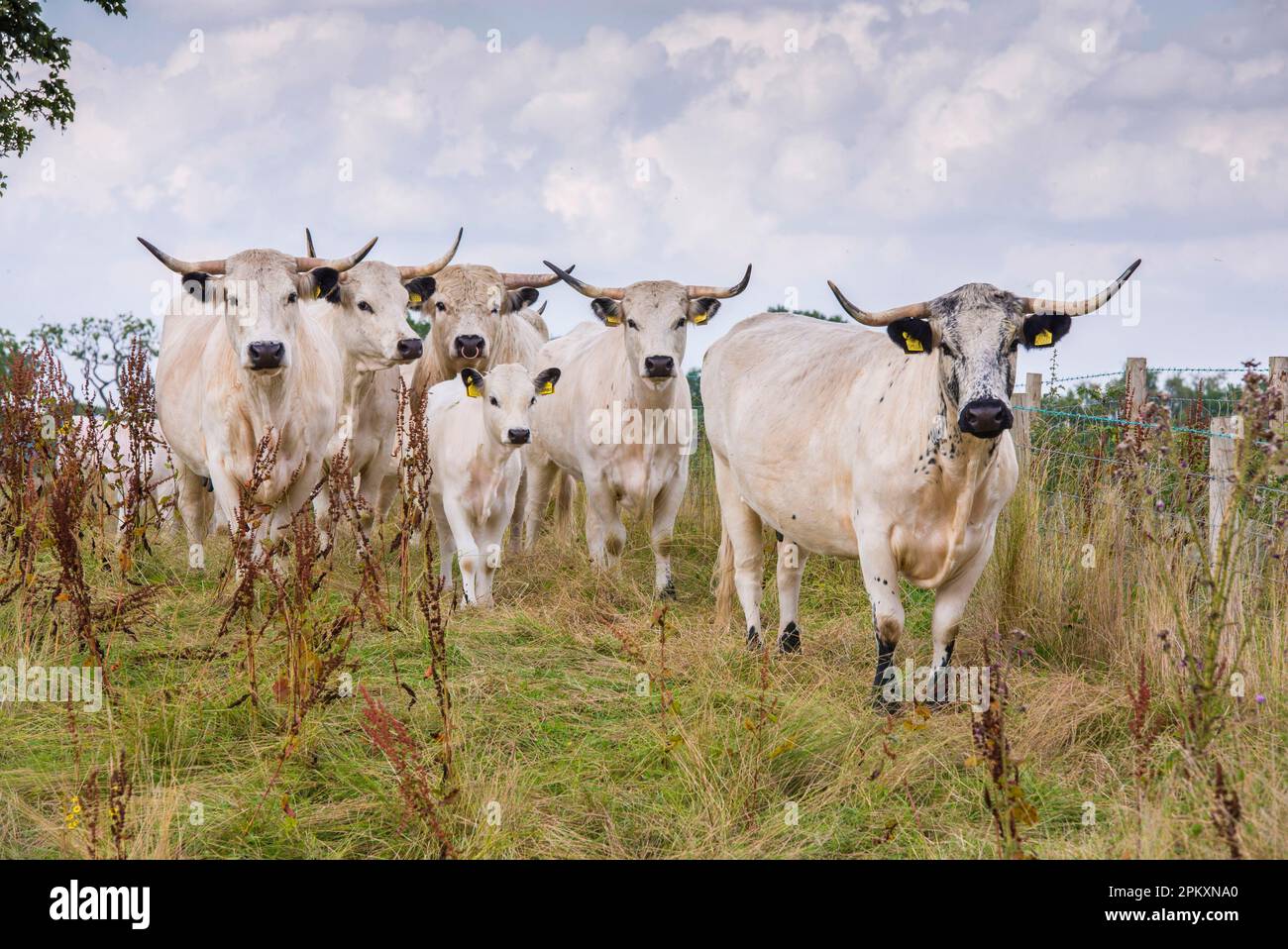 Domestic Cattle, White Park, bull, cows and calf, standing in restricted grazing on SSSI land, Gisburn, Lancashire, England, United Kingdom Stock Photo
