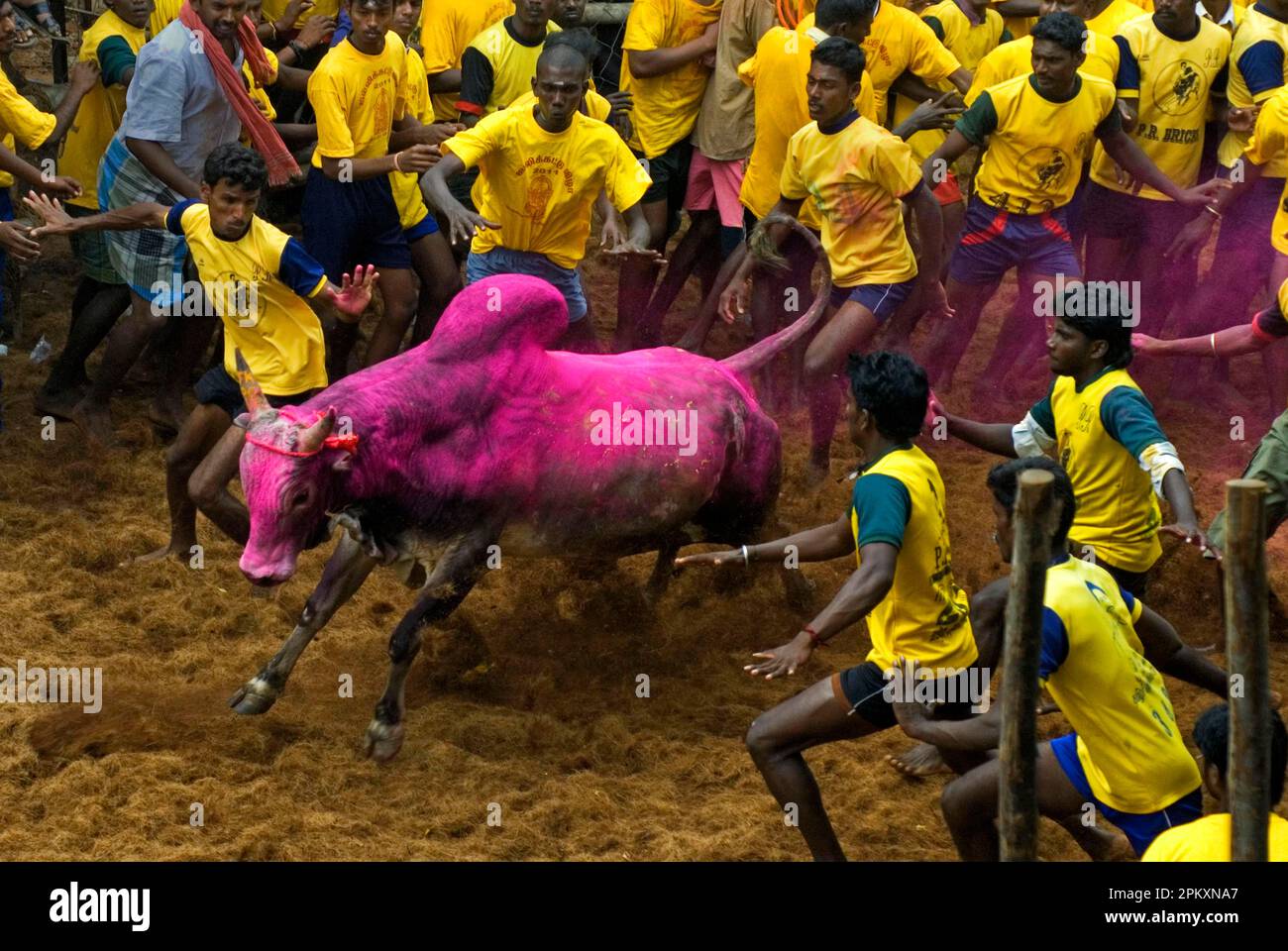 Domestic cattle, brahma cattle (Bos indicus) bull, with men trying to hold on to the hump while playing Jallikattu or Taming the Bull, an ancient Stock Photo