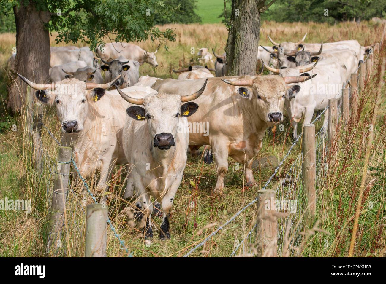 Domestic cattle, White Park, bull and cows, herd is in restricted grazing on SSSI land, Gisburn, Lancashire, England, United Kingdom Stock Photo