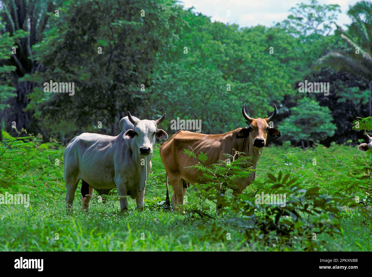 Domestic Cattle, Zebu bull and cow (Bos indicus), grazing on land