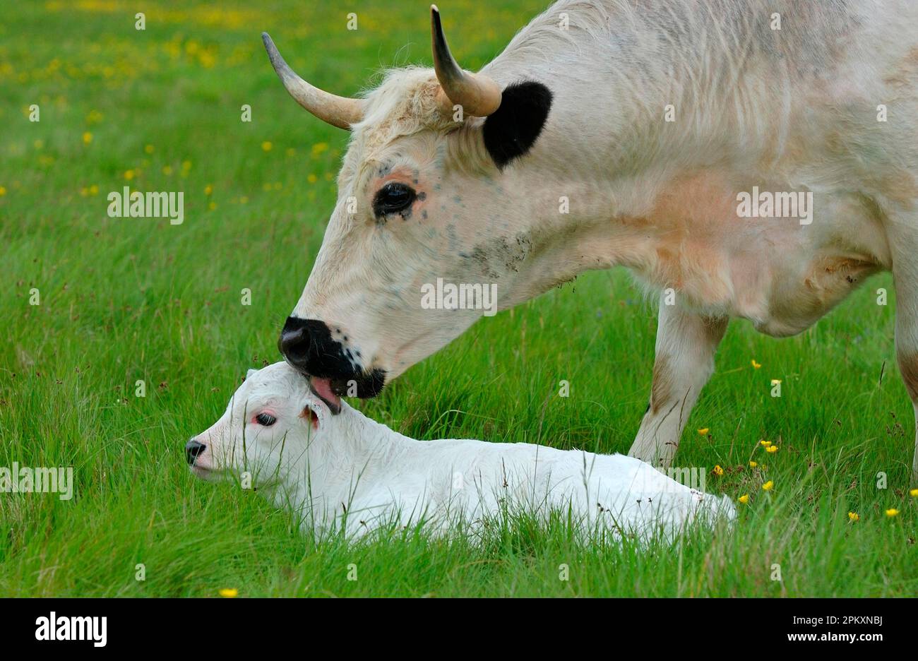 White Park Cattle, newborn calf being licked by mother, Berkshire, England, United Kingdom Stock Photo