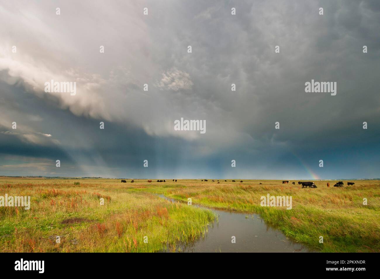 Storm clouds and rainbow over livestock in coastal grazing marshes, Elmley Marshes National Nature Reserve, Isle of Sheppey, Kent, England, United Stock Photo